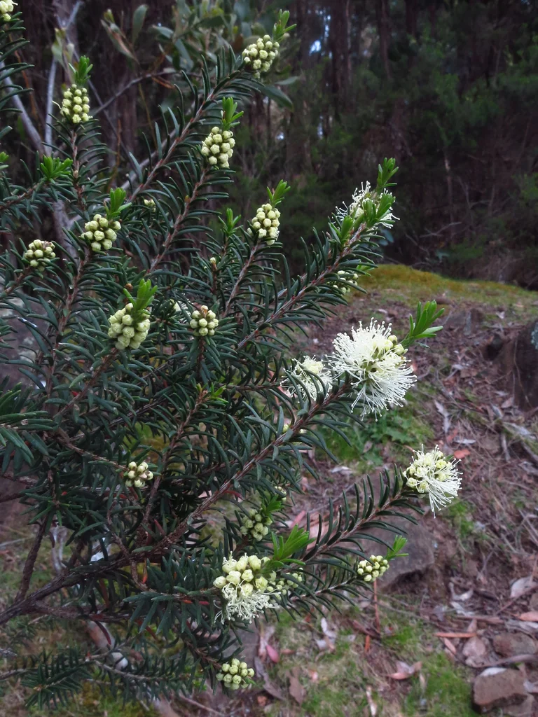 Melaleuca Ericifolia