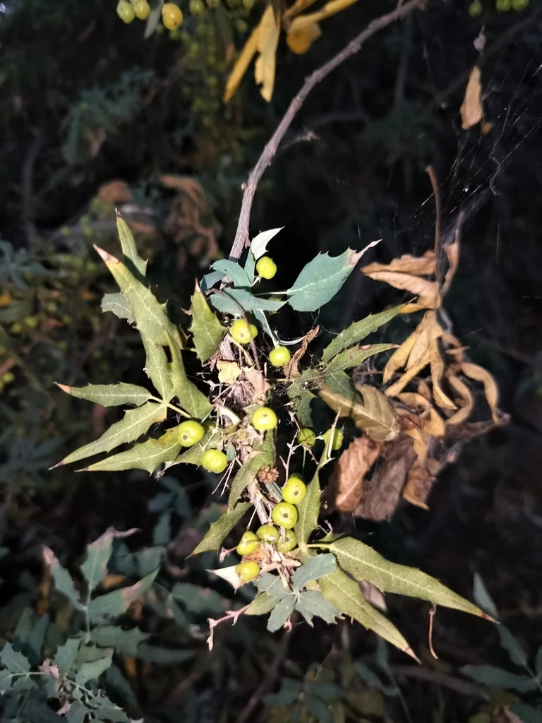 Berberis Nevinii