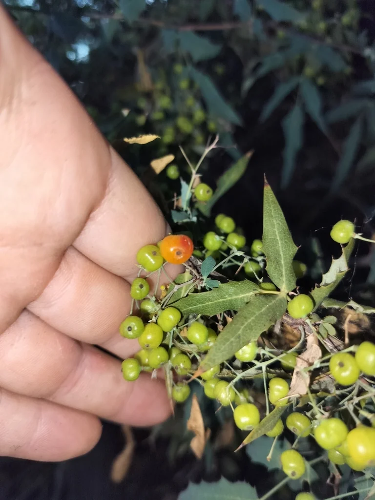Berberis Nevinii