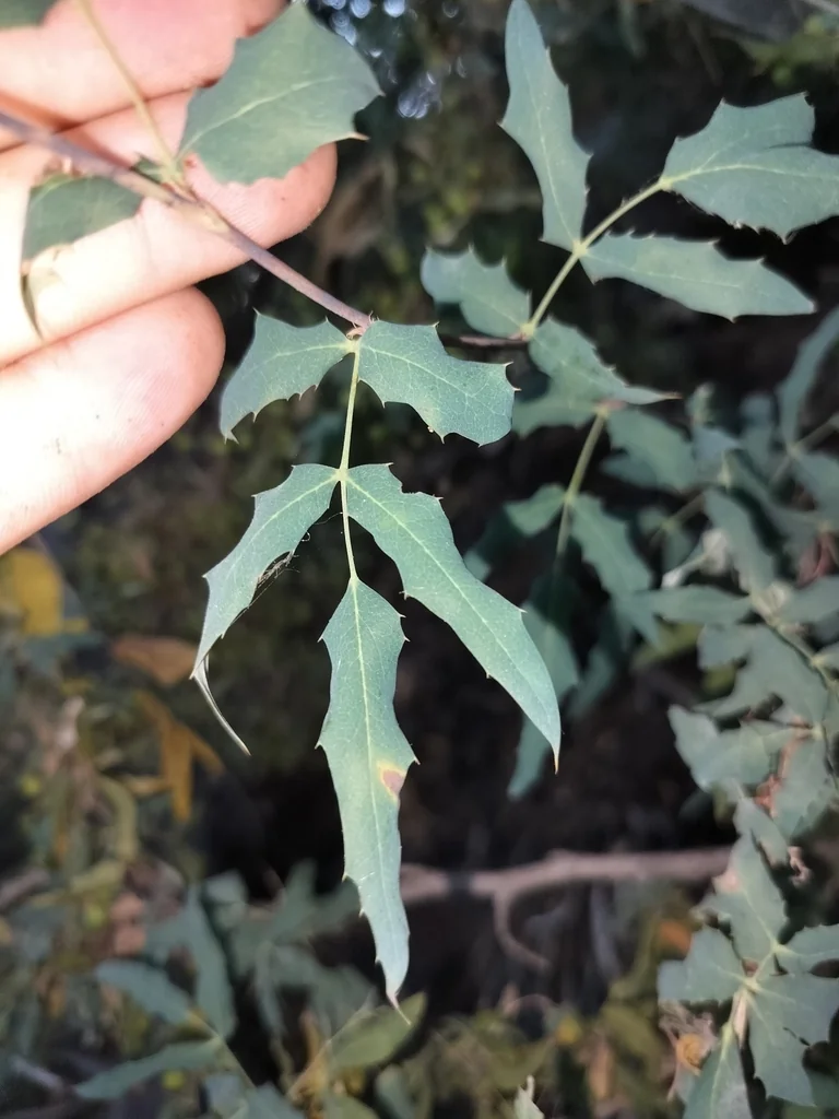 Berberis Nevinii
