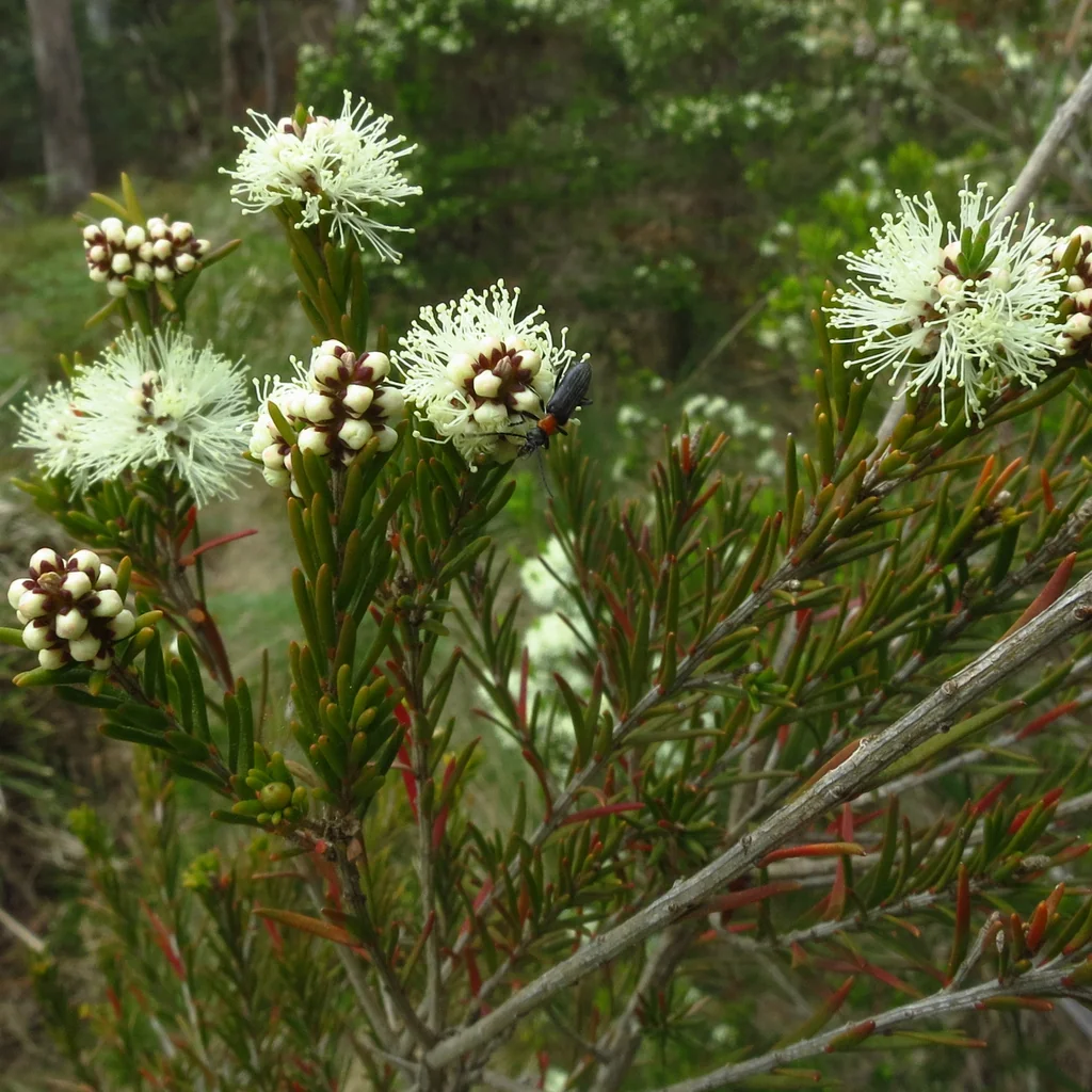 Melaleuca Ericifolia