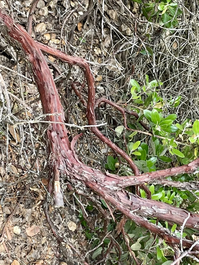 Arctostaphylos Tomentosa