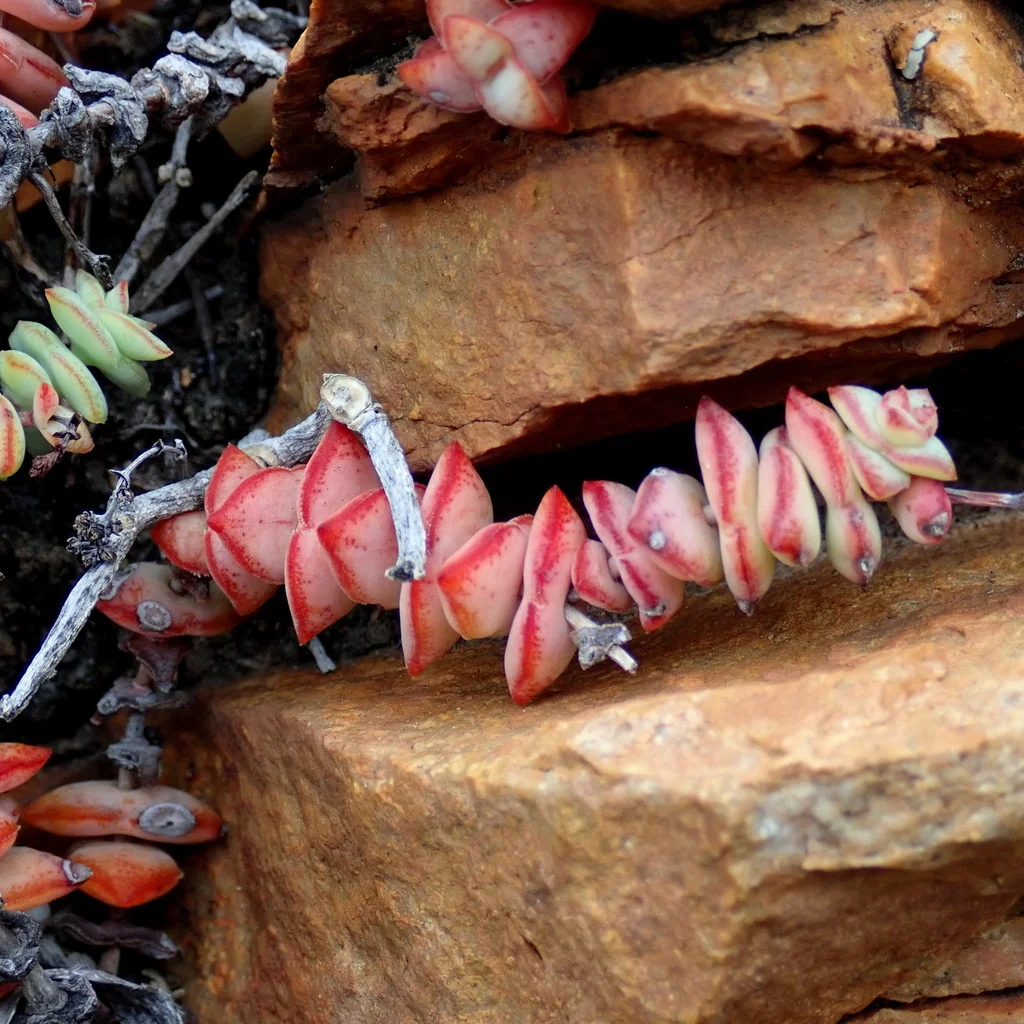 Crassula Perforata