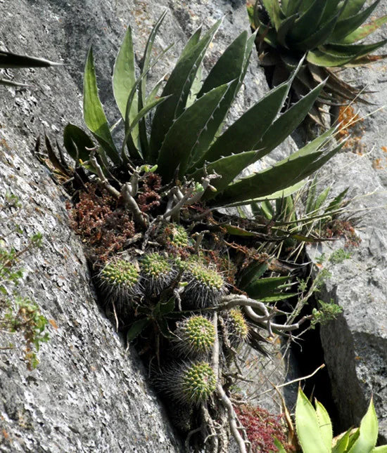 Mammillaria Compressa