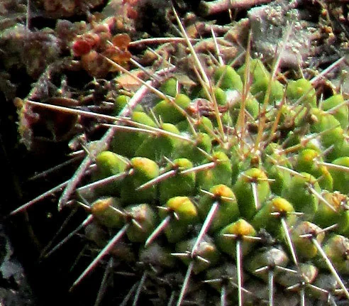 Mammillaria Compressa