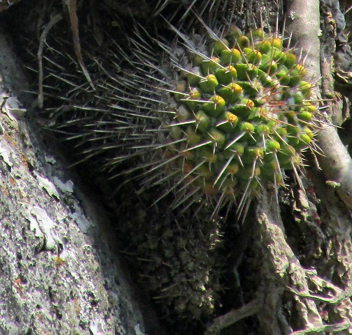 Mammillaria Compressa