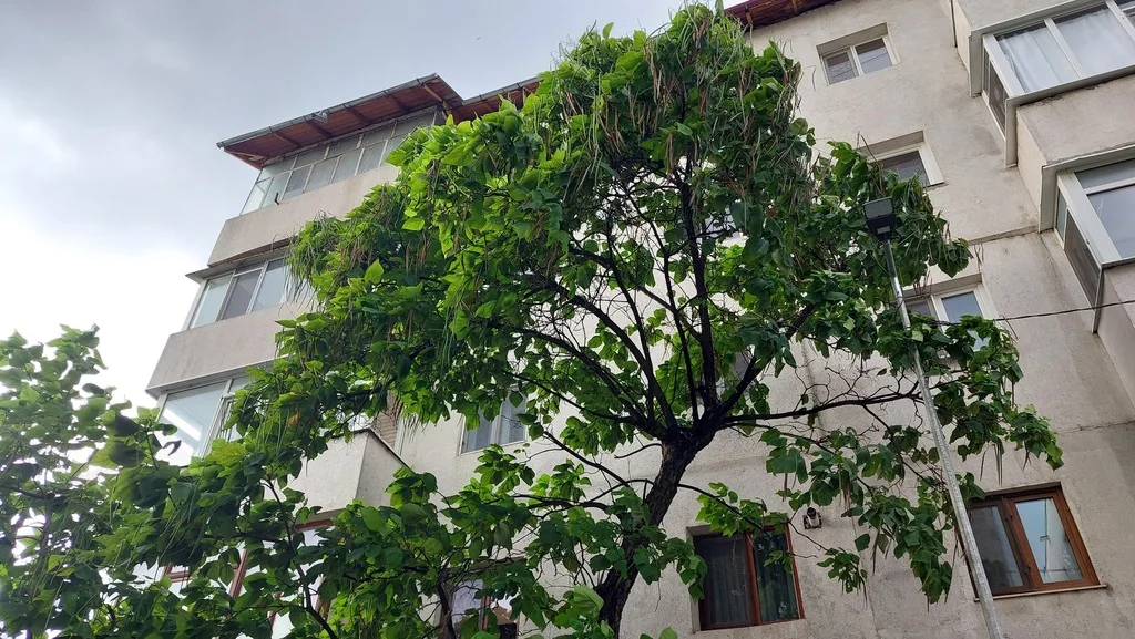 Catalpa Bignonioides