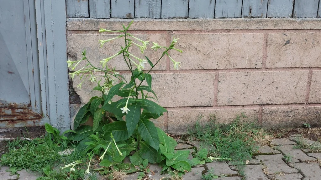 Nicotiana Alata