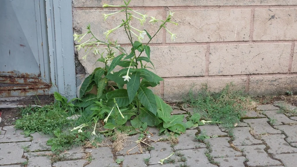 Nicotiana Alata