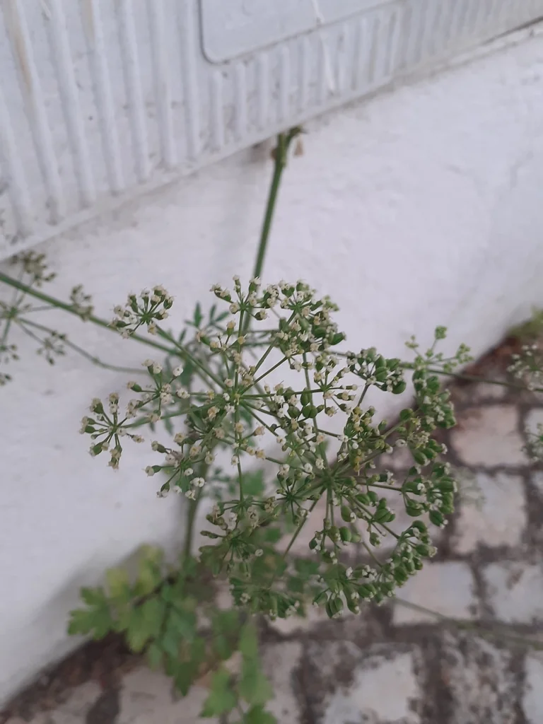 Petroselinum Crispum