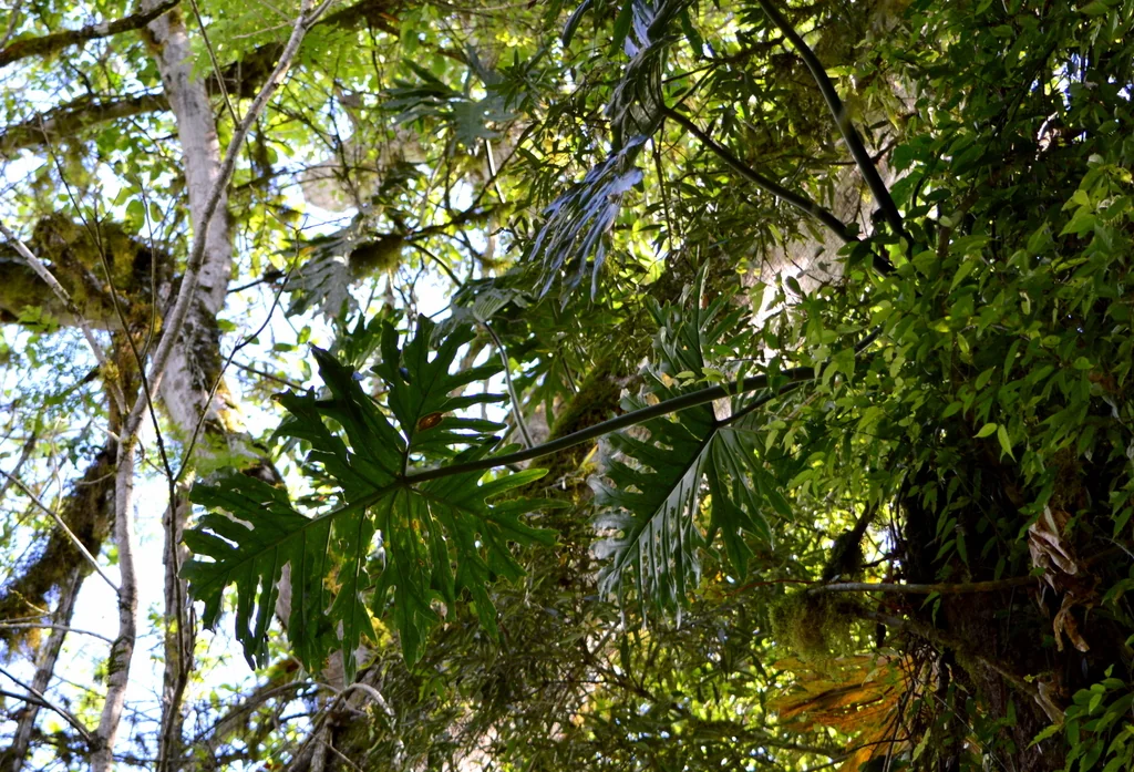Philodendron Bipinnatifidum