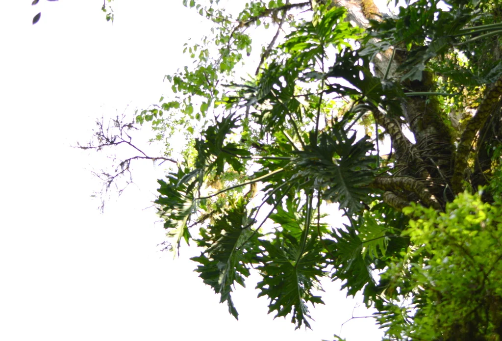 Philodendron Bipinnatifidum