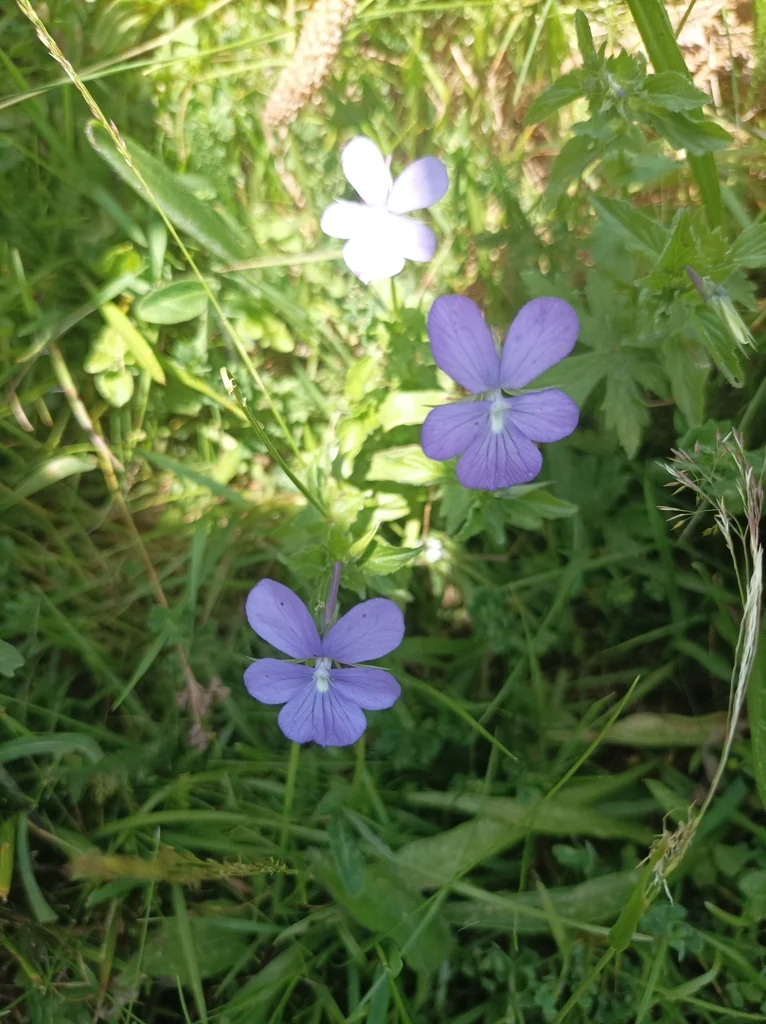 Viola Cornuta