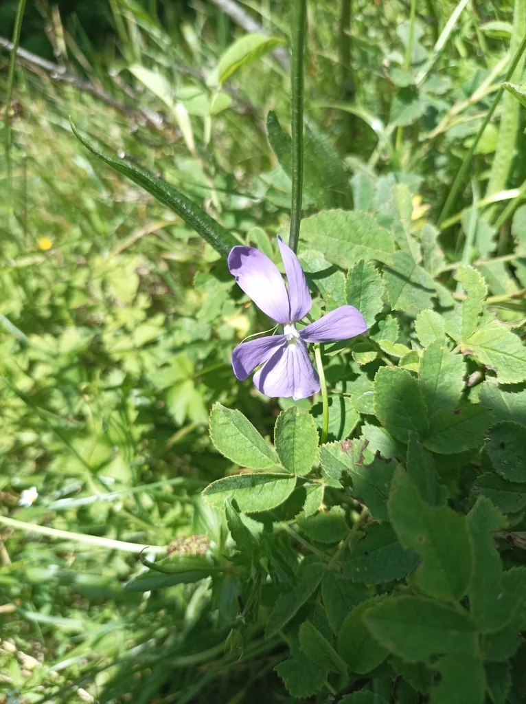 Viola Cornuta