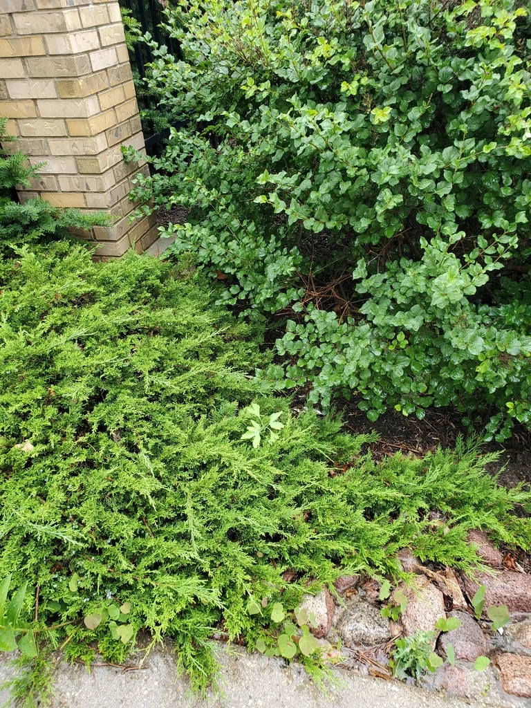 Ginkgo Biloba