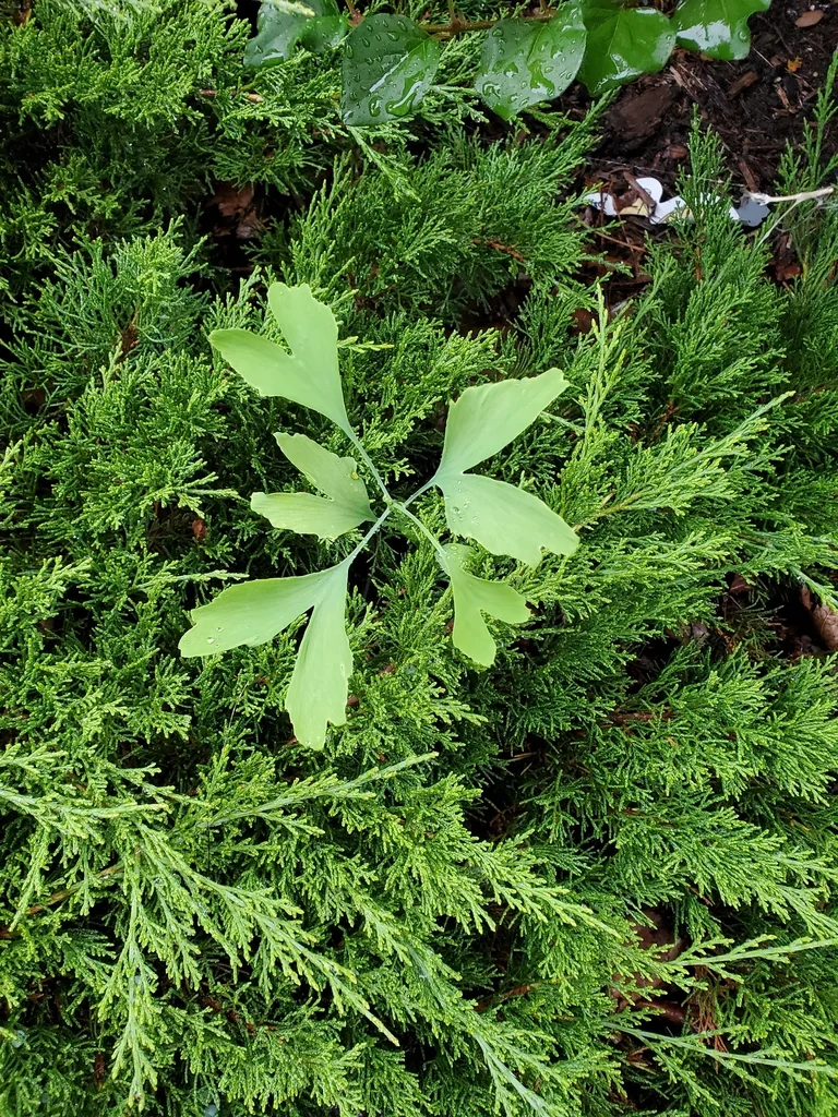 Ginkgo Biloba