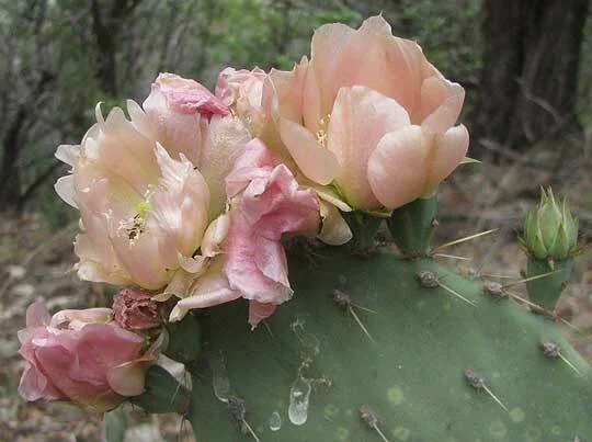Opuntia Lindheimeri