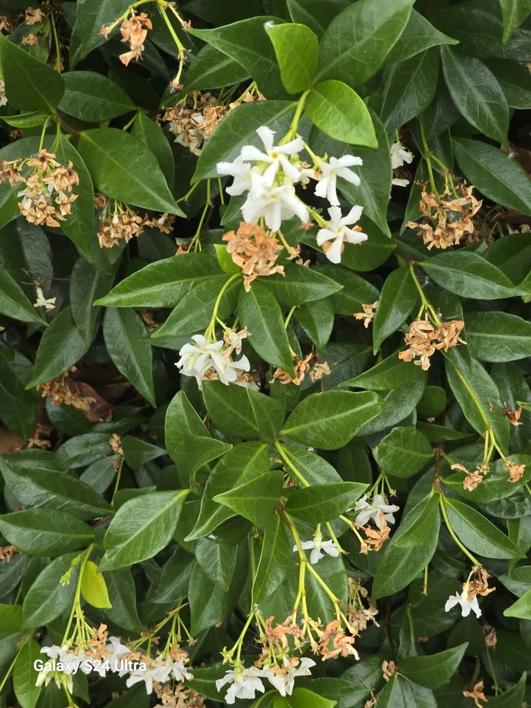 Trachelospermum Jasminoides