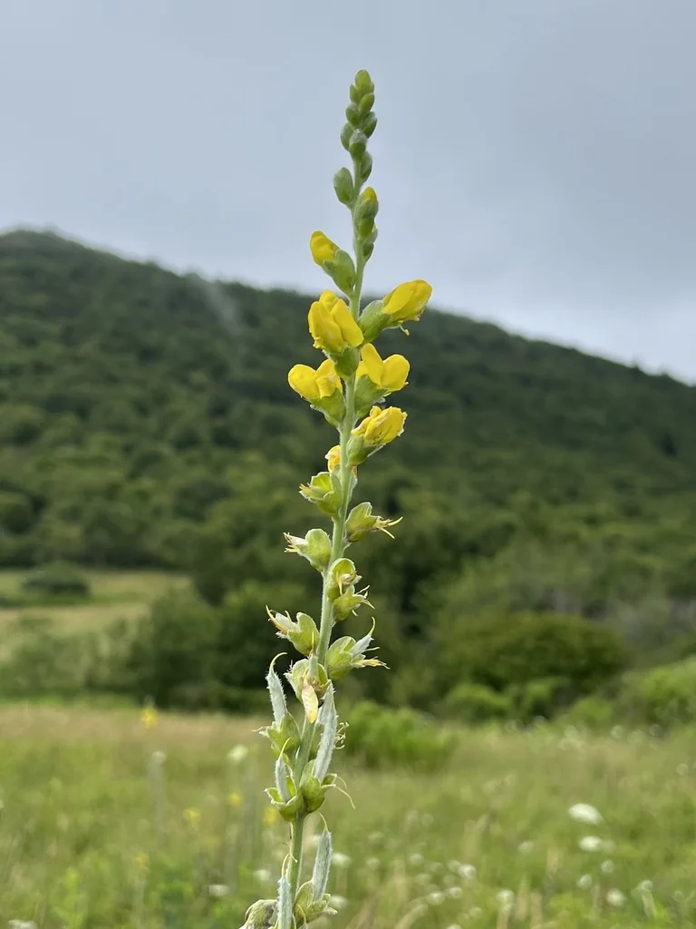 Thermopsis Caroliniana
