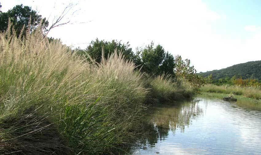 Muhlenbergia Lindheimeri