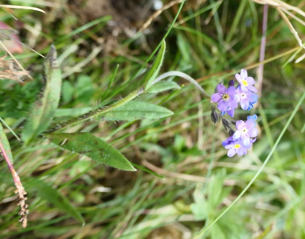 Myosotis Alpestris