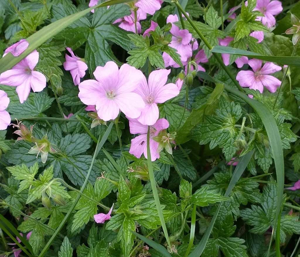 Geranium Endressii