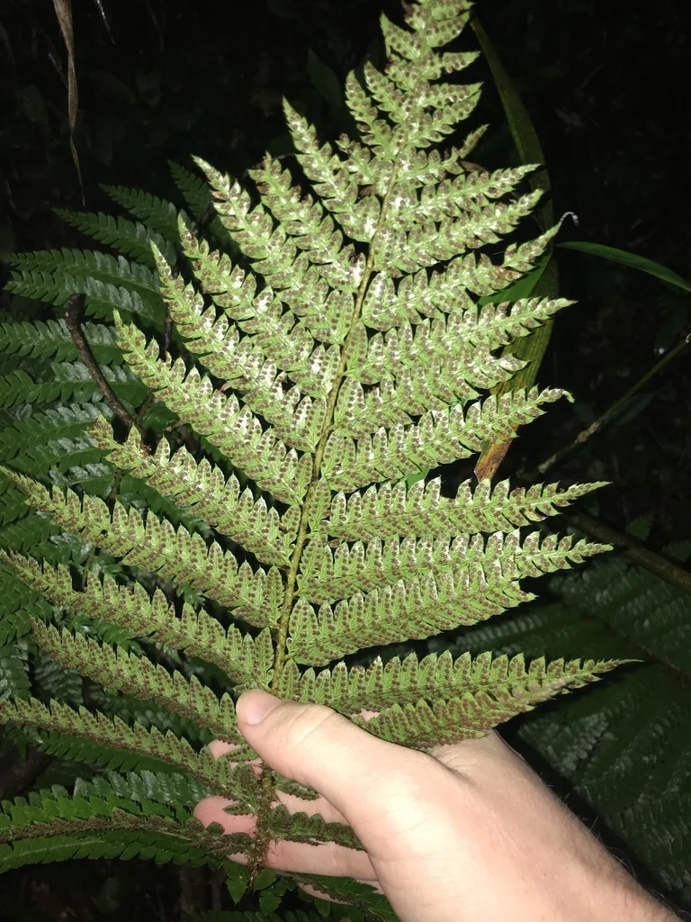 Polystichum Polyblepharum