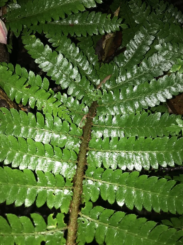 Polystichum Polyblepharum