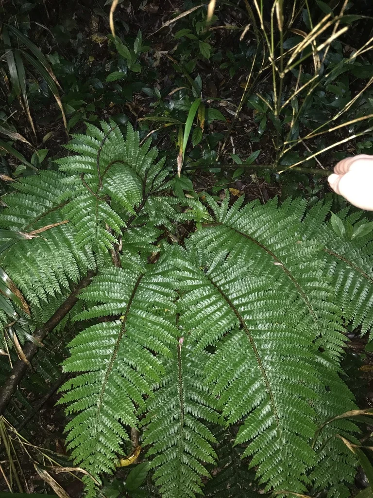 Polystichum Polyblepharum