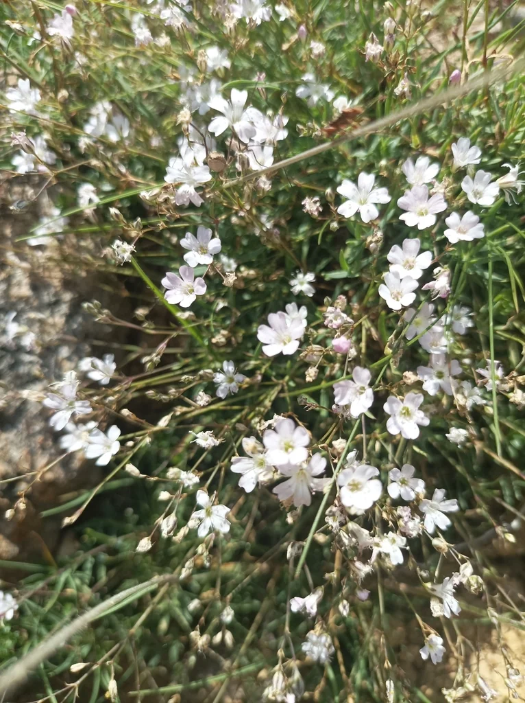 Gypsophila Repens