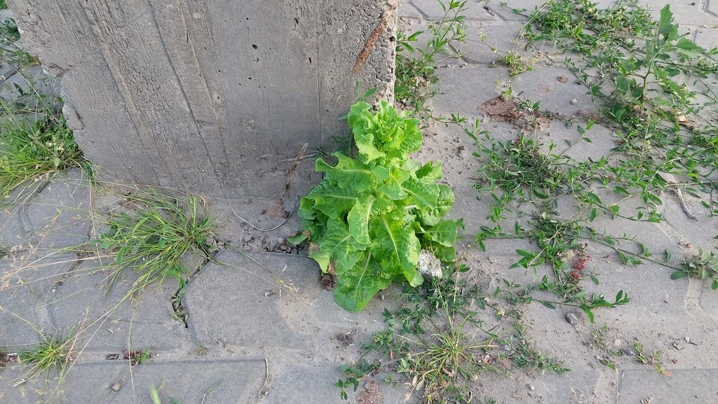 Lactuca Sativa