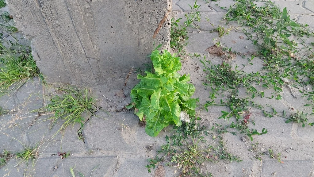 Lactuca Sativa