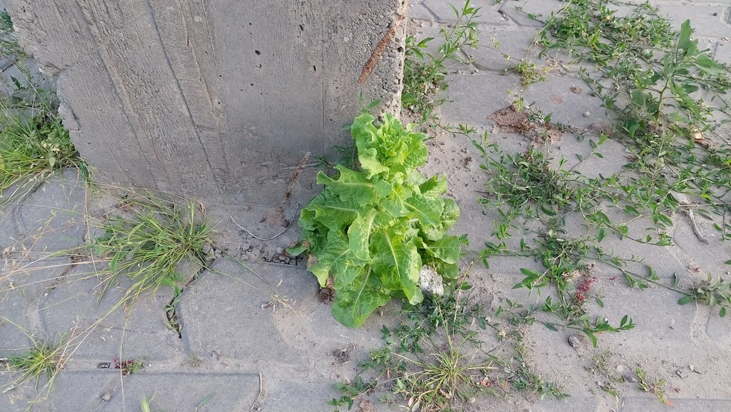 Lactuca Sativa