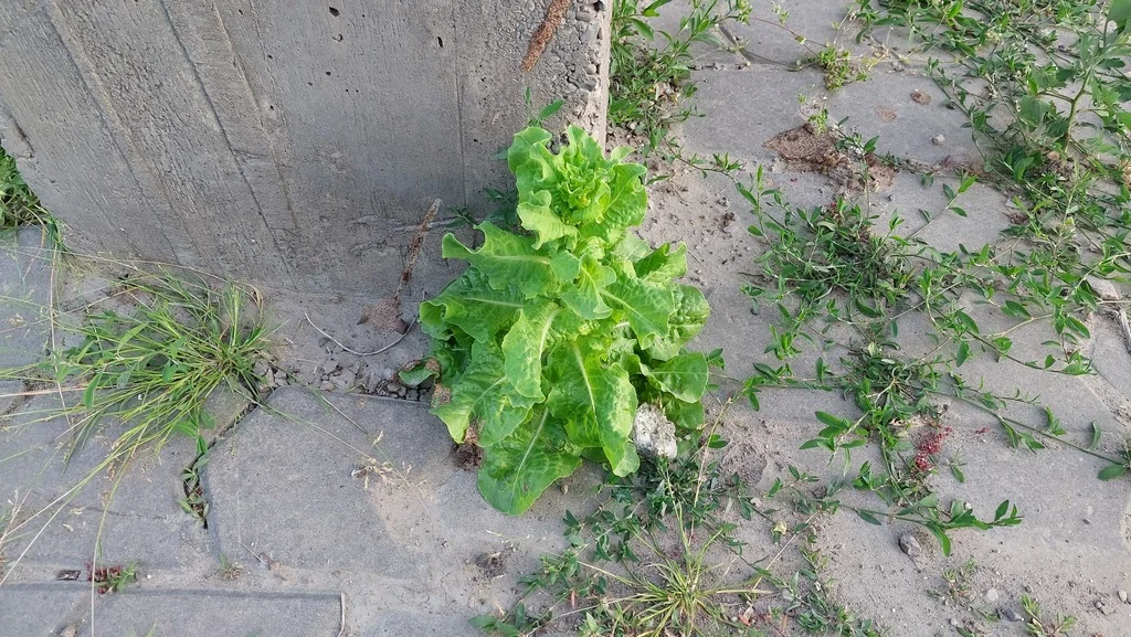 Lactuca Sativa