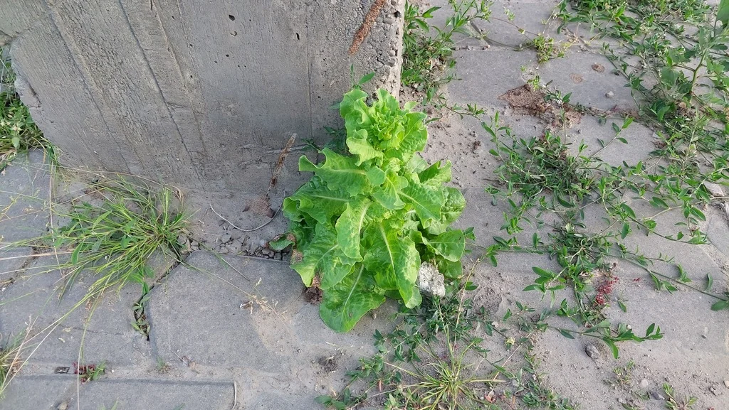 Lactuca Sativa