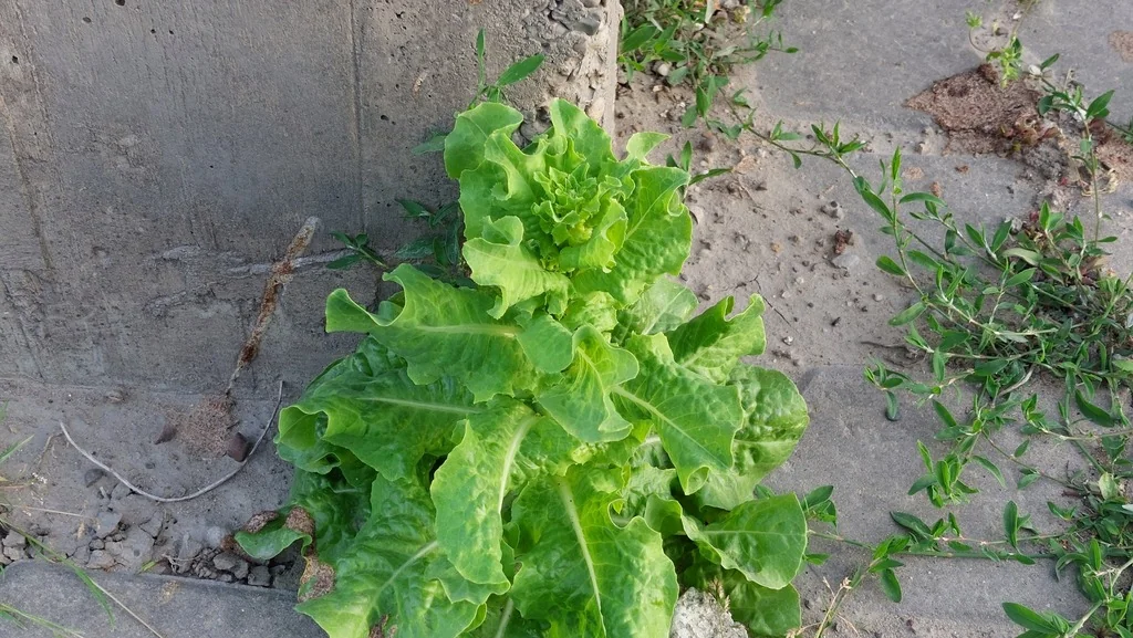 Lactuca Sativa