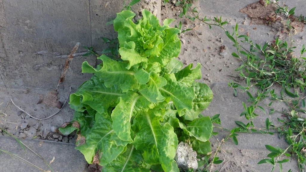 Lactuca Sativa