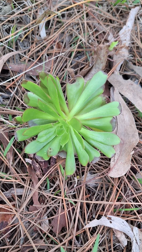 Aeonium Arboreum