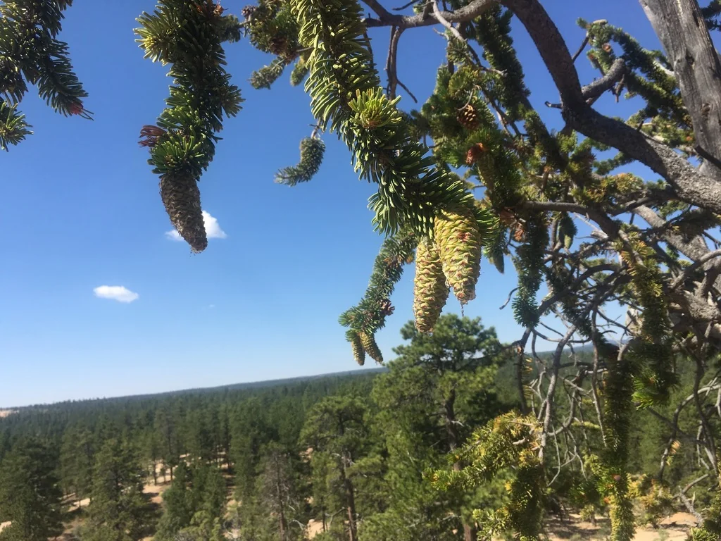 Pinus Longaeva