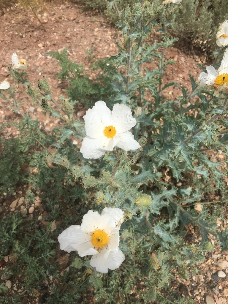 Argemone Munita