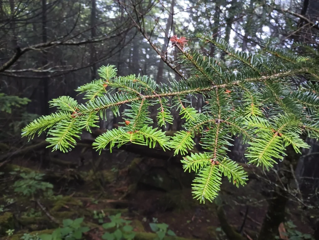 Abies Fraseri