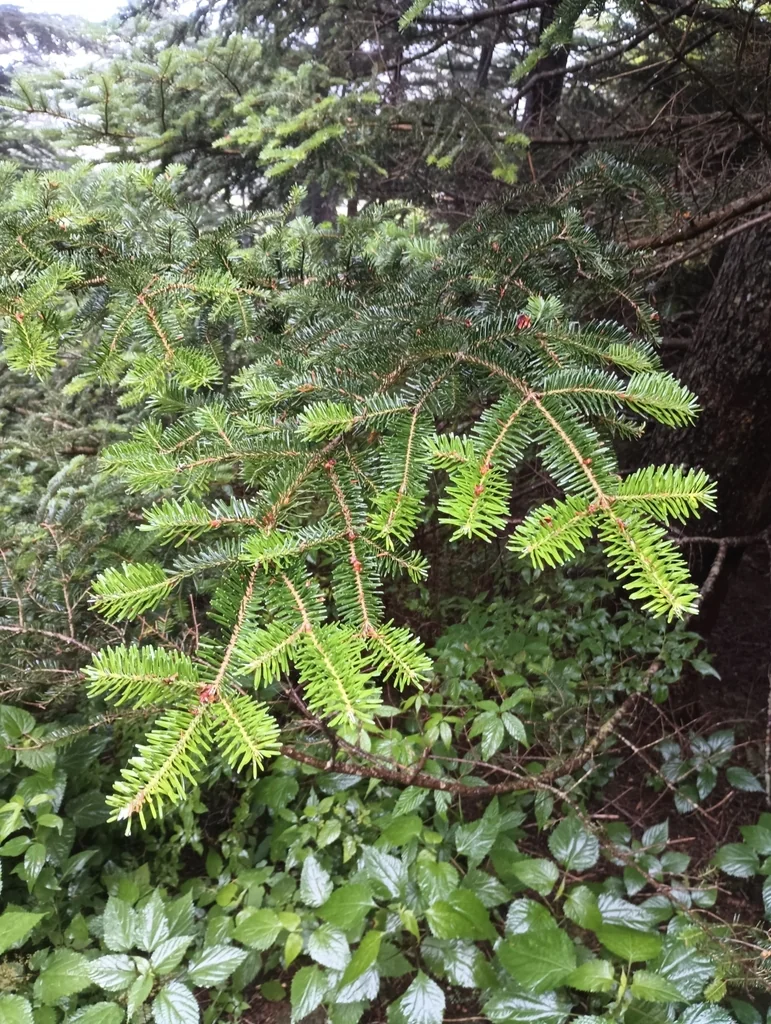 Abies Fraseri