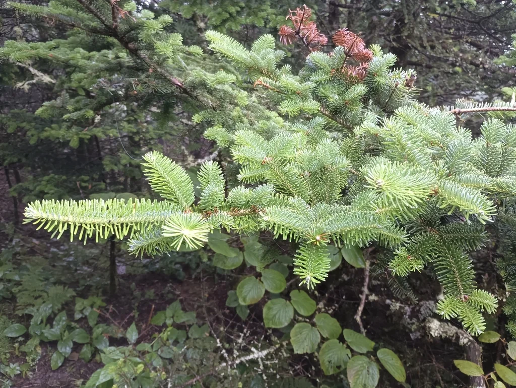 Abies Fraseri