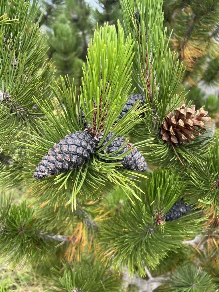 Pinus Heldreichii