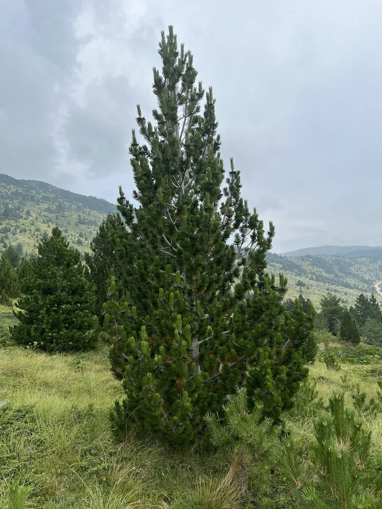 Pinus Heldreichii