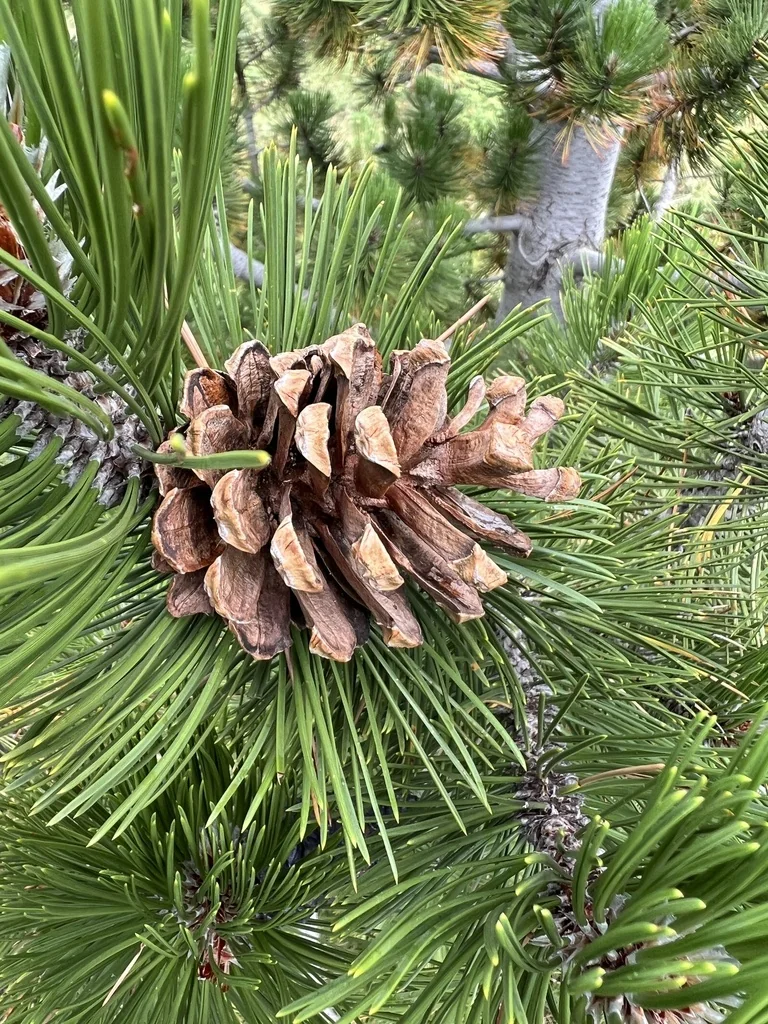 Pinus Heldreichii