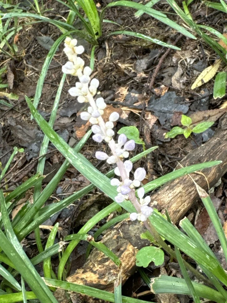Liriope Spicata
