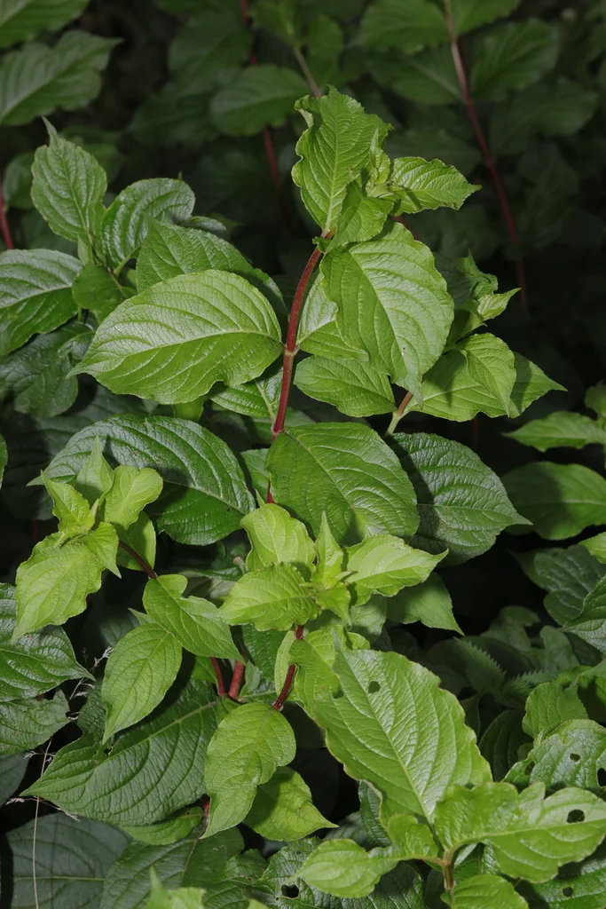 Weigela florida