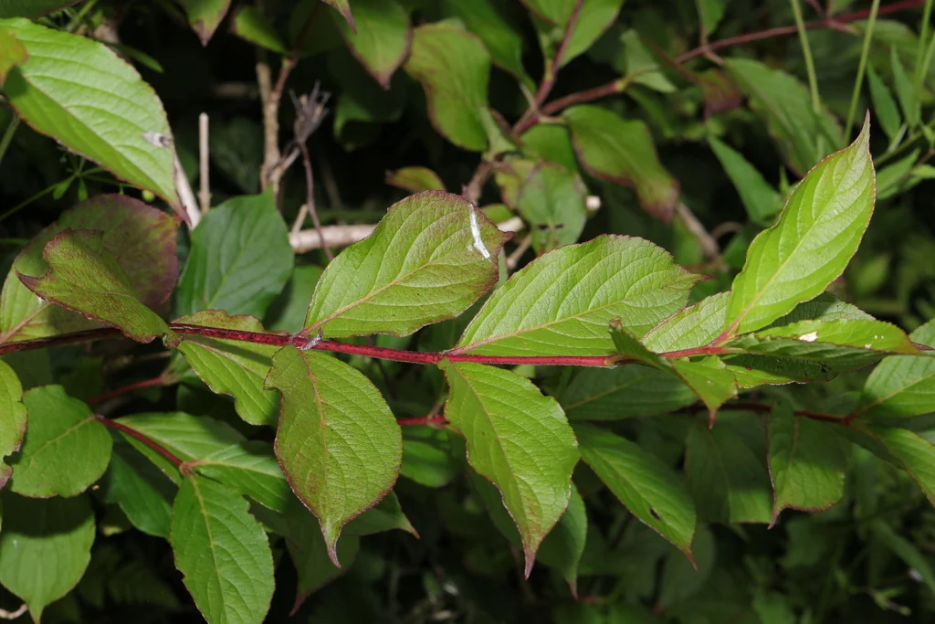 Weigela florida