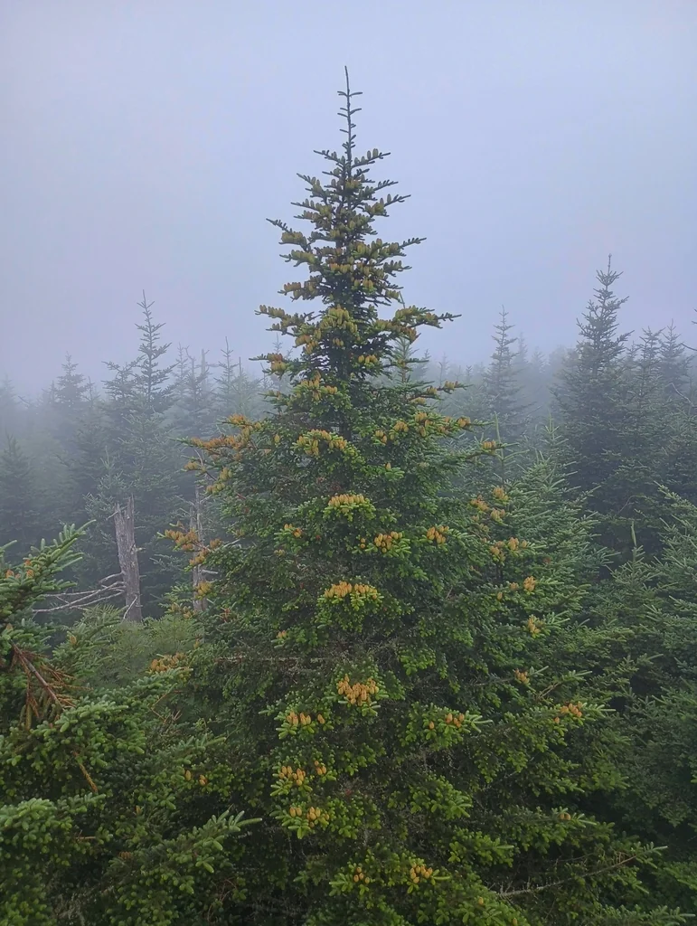 Abies Fraseri